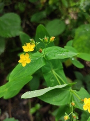 Hypericum sampsonii