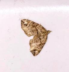 Chaetolopha incurvata