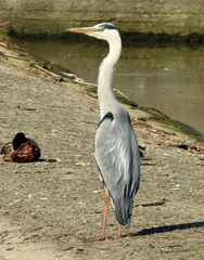 Ardea cinerea