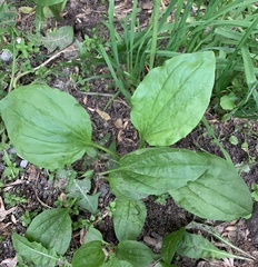 Plantago major