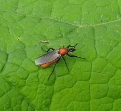 Bibio hortulanus