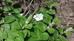 Evolvulus prostratus