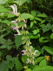 Salvia bowleyana