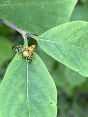 Myoleja lucida