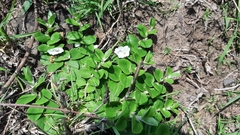 Evolvulus prostratus