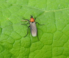 Bibio hortulanus