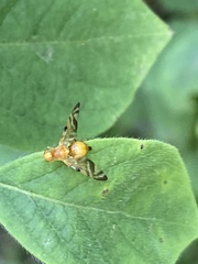 Myoleja lucida