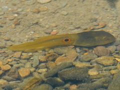 Clinotarsus alticola