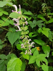 Salvia bowleyana