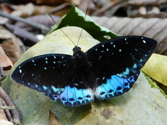Lexias cyanipardus