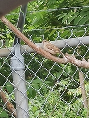Passer domesticus