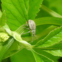 Sciaphobus squalidus