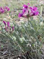 Oxytropis lagopus