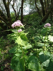 Valeriana pyrenaica