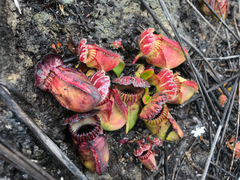 Cephalotus follicularis