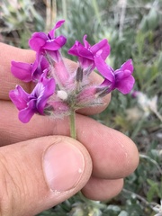 Oxytropis lagopus