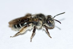 Andrena geranii