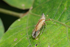 Orthopagus splendens