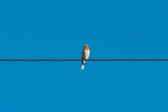 Carpodacus erythrinus