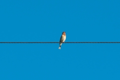 Carpodacus erythrinus