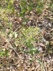 Lepidium draba