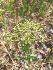 Lepidium draba
