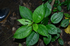 Pilea somae