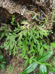 Lysimachia congestiflora