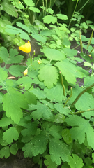 Chelidonium majus
