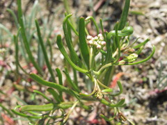 Lepidium pumilum