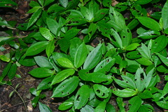 Pilea somae