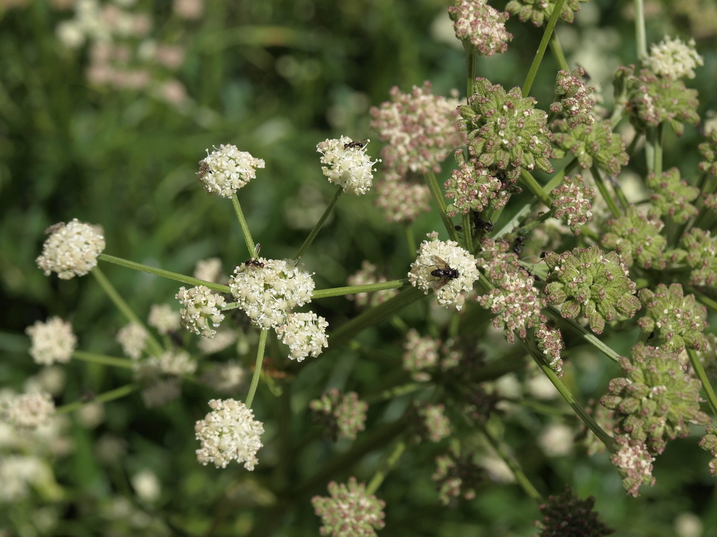 king's angelica