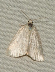 Hyperstrotia pervertens