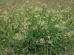 Angelica kingii
