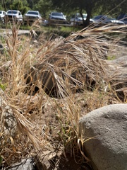 Bromus rigidus
