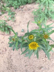 Pentanema britannica