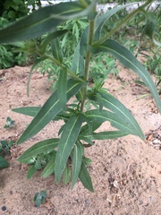 Pentanema britannica