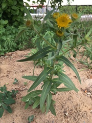 Pentanema britannica