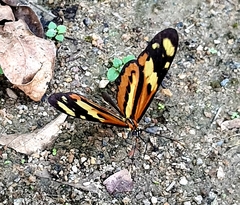 Mechanitis lysimnia nesaea