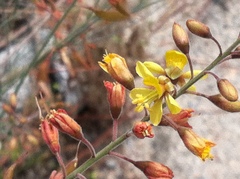 Hoffmannseggia microphylla