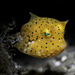 Boxfishes - Photo (c) Ray Lee, some rights reserved (CC BY-NC), uploaded by Ray Lee
