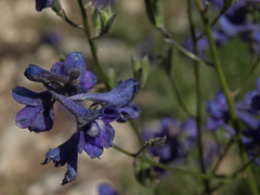 Delphinium polycladon