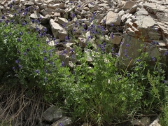 Delphinium polycladon