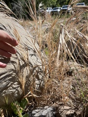 Bromus rigidus