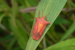 Gonopsis coccinea