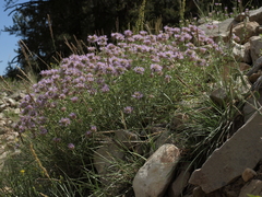 Monardella odoratissima glauca