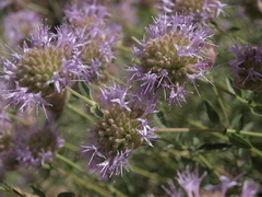 Monardella odoratissima glauca