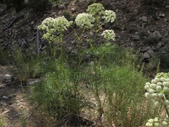 Angelica lineariloba