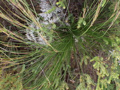 Schoenus graciliculmis