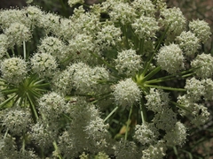 Angelica lineariloba